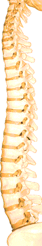 Spine